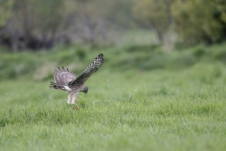 Hen harrier (Circus cyaneus), Emsland, Lower Saxony, Germany, Europe