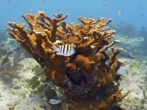 Elkhorn coral (Acropora palmata) and field weaver fish (Abudefduf saxatilis), dive site John