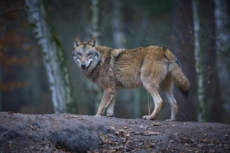A gray wolf (Canis Lupus), standing in autumn forest surrounded by trees and foliage, attentively