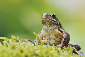 Common frog (Rana temporaria), North Rhine-Westphalia, Germany, Europe