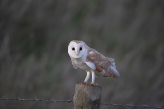 Barn owl (Tyto alba) adult bird on a fence post, England United Kingdom