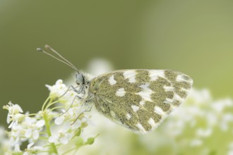 Bath white (Pontia daplidice), Provence, Southern France
