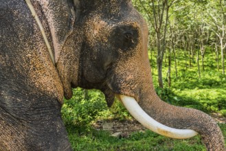 Asian elephant (Elephas maximus), Thai, Thai, Asian, trunk, animal, mammal, animal park, ivory,
