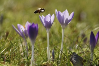 Crocus blossom with bee, Germany, Europe