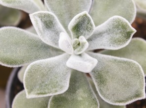 Beautiful succulent plant in greenhouse. Closeup, floral patterns, selective focus