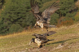 Two bearded vultures Bearded vulture (Gypaetus barbatus) fighting for prey, Catalonia, Pyrenees,
