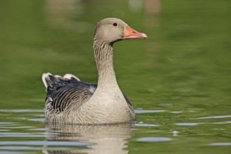 Greylag goose (Anser anser), swimming, North Rhine-Westphalia, Germany, Europe
