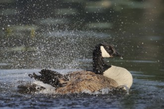 Canada goose (Branta canadensis) bathing, North Rhine-Westphalia, Germany, Europe