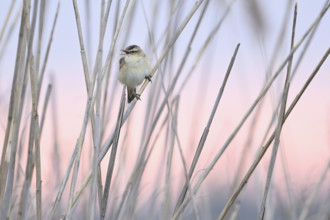 Reed warbler (Acrocephalus schoenobaenus), male on reeds, Lake Neusiedl National Park, Seewinkel,