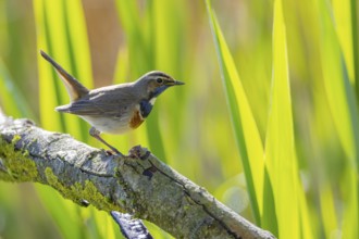 Bluethroat (Luscinia svecica cyanecula) Male Germany