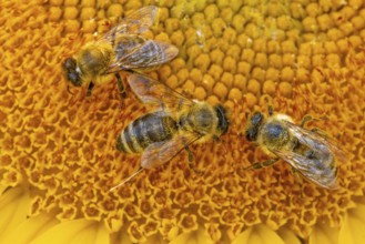 The sun shines down from the sky on a sunflower where some bees are collecting the nectar of the