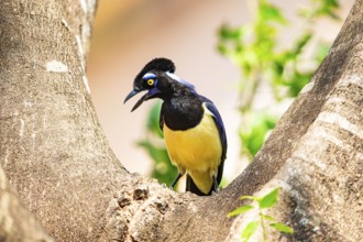 Plush-crested jay (Cyanocorax chrysops) Pantanal Brazil
