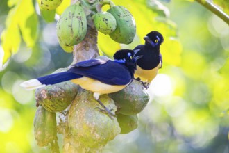 Plush-crested jay (Cyanocorax chrysops) Pantanal Brazil