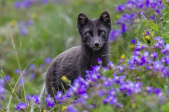 Dark arctic fox (Vulpes lagopus), ice fox, standing in a flower meadow, frontal, summer,