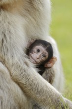 Barbary macaque (Macaca sylvanus), juvenile, captive, occurring in Morocco, Algeria and Gibraltar