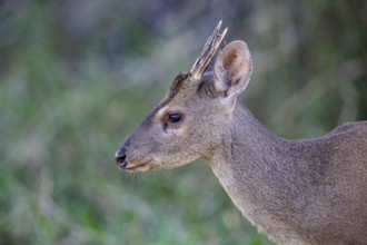 Grossmazama (Mazama americana) Pantanal Brazil