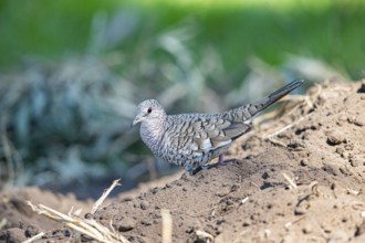 Scaled pigeon (Columbina squammata) pantanal Brazil