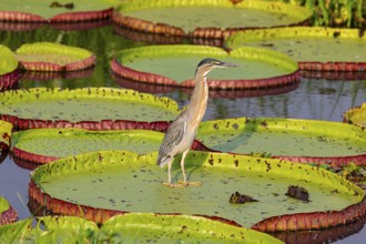 Mongrove Heron (Butorides striatus) Pantanal Brazil
