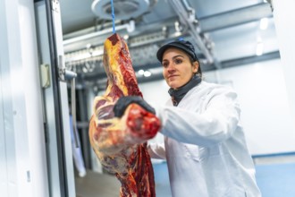 Woman unloading a truck with meat in a meat factory carrying the pieces inside a cold room