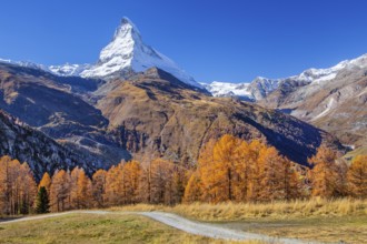 Hiking trail on the Riffelalp with golden yellow larches and Matterhorn 4478m in autumn, Zermatt,