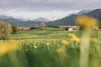 Dandelion in the Allgäu in front of the Alps and their beautiful mountains in Bavaria, Germany,