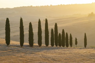 Typical Tuscan landscape in Val d'Orcia with hills, trees, fields, farmhouses and cypresses at