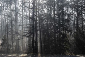 Fog in the coniferous forest, Emsland, Lower Saxony, Germany, Europe