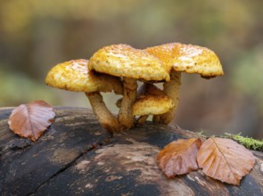 Goldfell Schüppling (Pholiota aurivella), fruiting body on a dead trunk of a copper beech (Fagus