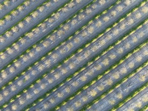 Rows of cultivated almond trees (Prunus dulcis) in the Campiña Cordobesa, the fertile rural area