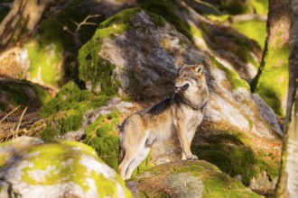 Eurasian wolf (Canis lupus lupus) standing in a forest, Bavarian Forest Nationalpark, Bavaria,