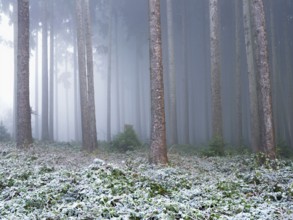 Coniferous forest in the hoarfrost and fog, Horben, Freiamt, Canton Aargau, Switzerland, Europe
