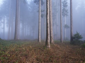 Coniferous forest in the fog, Horben, Freiamt, Canton Aargau, Switzerland, Europe