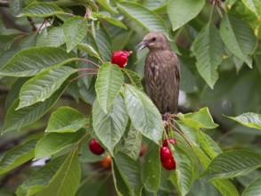 European Starling (Sturnus vulgaris), juvenile bird, perched in a cherry tree, feeding on ripe