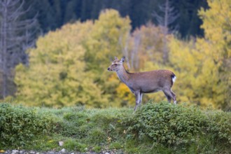 A female Japanese sika deer (Cervus nippon nippon) runs across a meadow. In the background is a