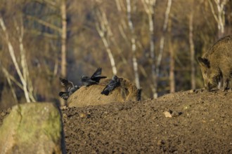 Two wild boar or wild pig (Sus scrofa) standing in a clearing. First sweet morning light. Four