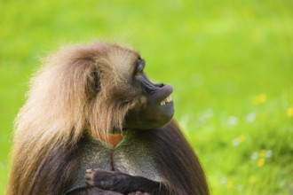 Portrait of an adult male Gelada (Theropithecus gelada), or bleeding-heart monkey, resting on a