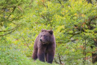 A young male Eurasian brown bear (Ursus arctos arctos) stands on a meadow, watching something