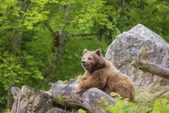 An adult female brown bear (Ursus arctos arctos) rests on a fallen tree lying on a hill