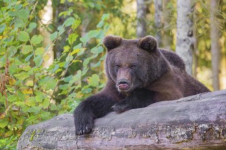 A young male Eurasian brown bear (Ursus arctos arctos) rests on a rotting log lying on the ground