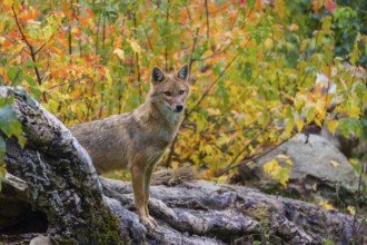 One golden jackal (Canis aureus) stands on a fallen tree trunk. Behind him is a tree in intense