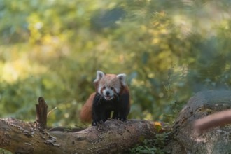 One red panda, Ailurus fulgens, walking on a branch lying on the ground. Green vegetation in the