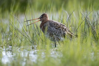 Black-tailed godwit (Limosa limosa), calling, in a wet meadow, backlit, Ochsenmoor, Dümmer,
