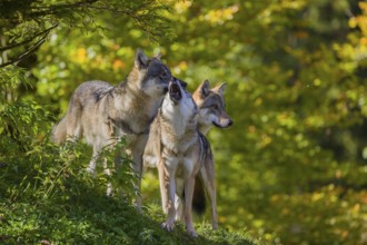 Three eurasian gray wolves (Canis lupus lupus) stand on a hill, show some social behaviour. A