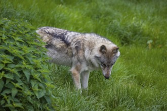 One eurasian gray wolf (Canis lupus lupus) stands on a green meadow in an open forest, searching