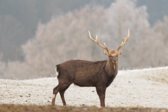 A Japanese sika deer stag (Cervus nippon nippon) stands on a meadow covered with hoarfrost in hilly