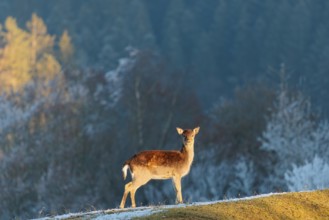 A Japanese sika deer hind (Cervus nippon nippon) stands on a meadow covered with hoarfrost in hilly