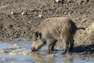 A wild boar (Sus scrofa) drinks water from a small frozen pond with broken ice