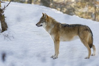 An adult female grey wolf (Canis lupus lupus) stands on a sloping, snow-covered meadow at the edge