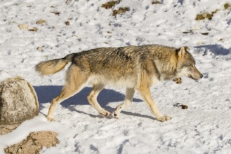 An adult male grey wolf (Canis lupus lupus) walks across the snow-covered meadow at the edge of the