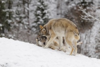 A young grey wolf (Canis lupus lupus) plays with its father on the sloping, snow-covered meadow on